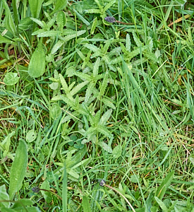 Yellowrattle plants
